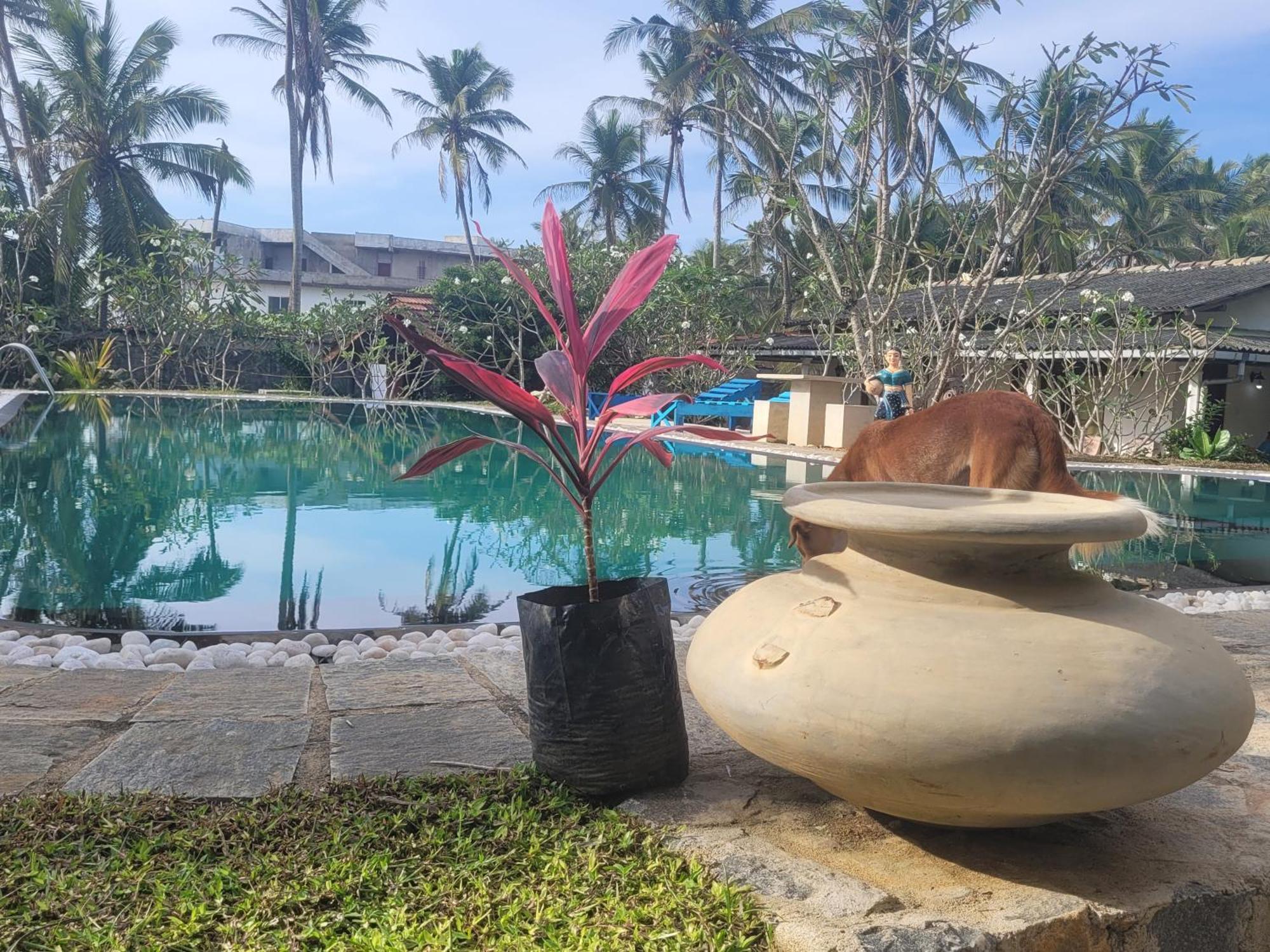 Dreamvillage Dodanduwa المظهر الخارجي الصورة